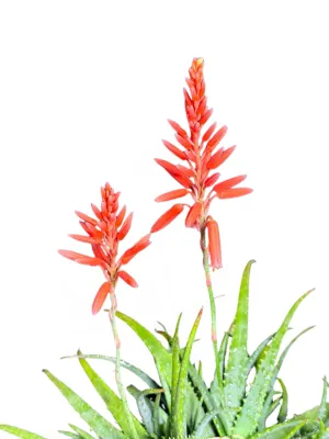 Aloe Little joker "Dwarf Aloe" 19cmPot