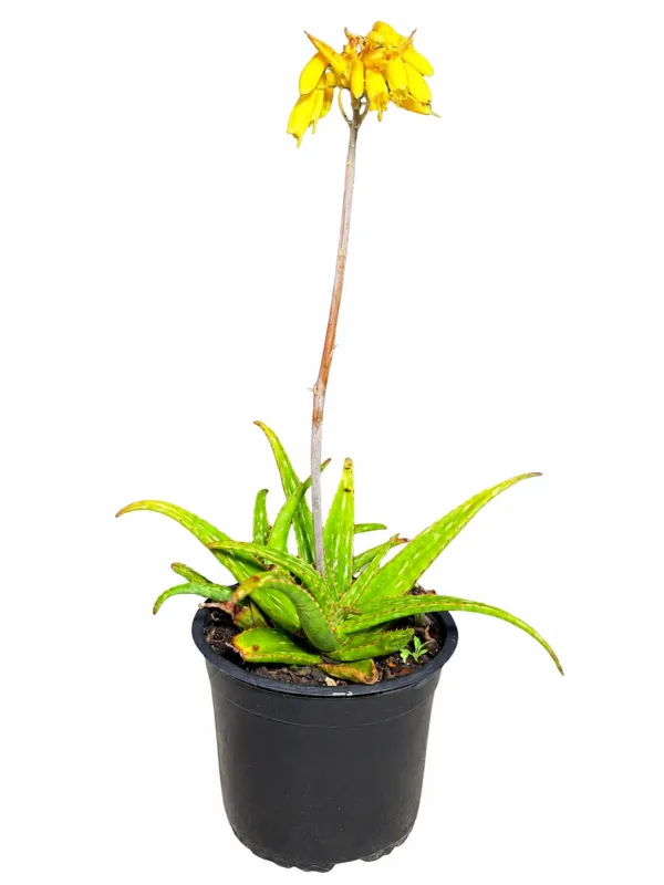 Aloe Lemon Drops "Hybrid Aloe" 15cmPot