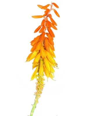 Aloe Orange Express "Hybrid Aloe" 19cmPot