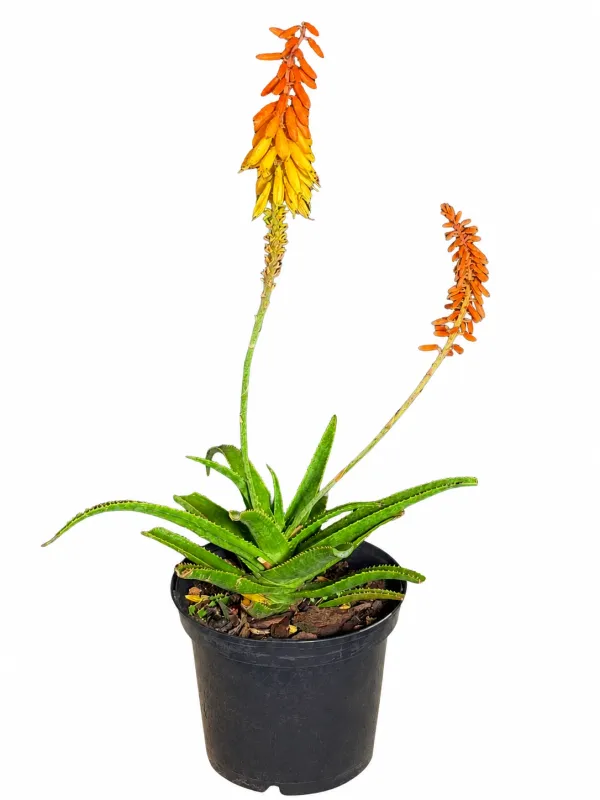 Aloe Orange Express "Hybrid Aloe" 19cmPot