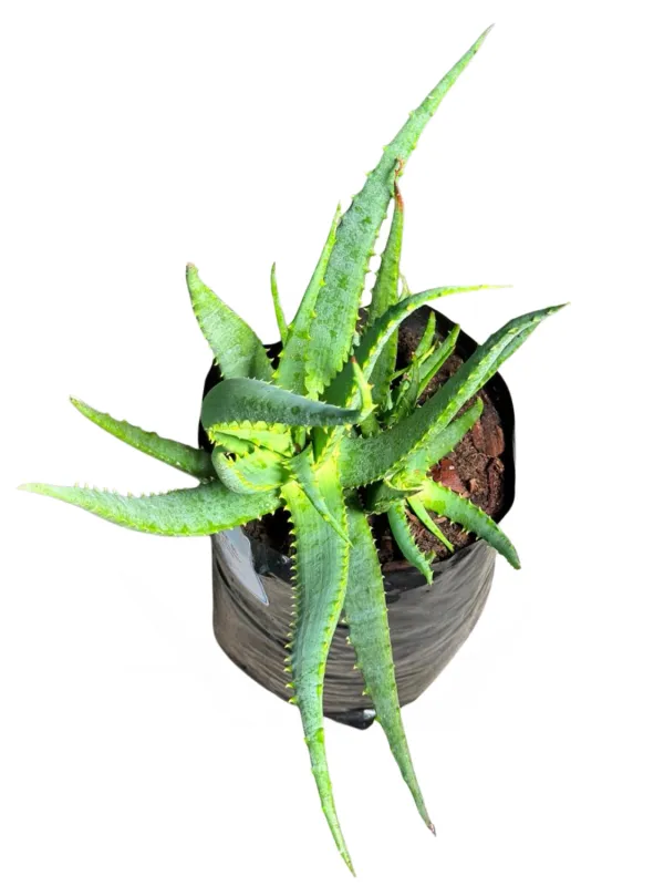 Aloe Rocket "Hybrid Aloe" 5Liter