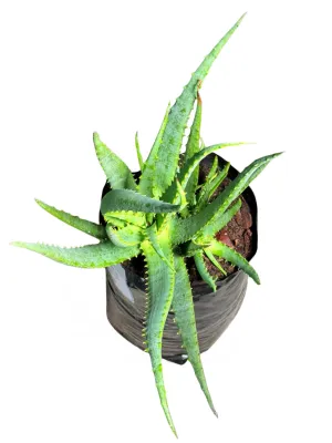 Aloe Rocket "Hybrid Aloe" 5Liter