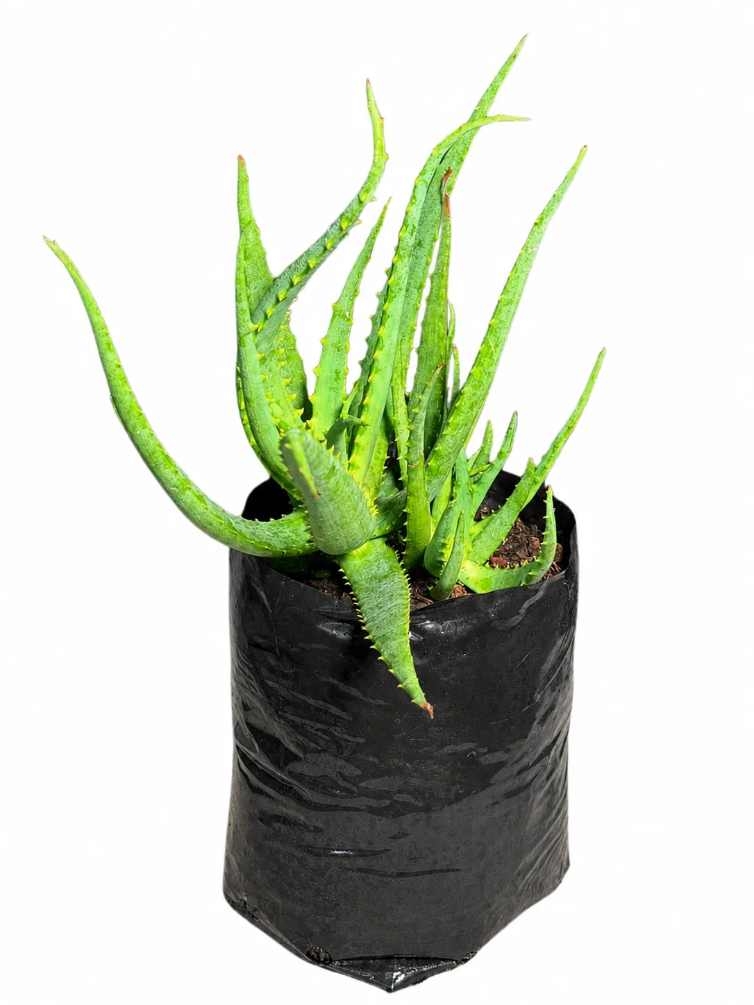 Aloe Rocket "Hybrid Aloe" 5Liter
