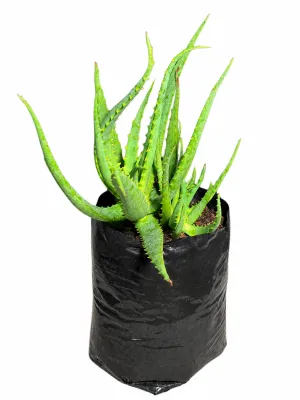 Aloe Rocket "Hybrid Aloe" 5Liter