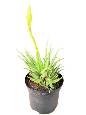 Aloe Hedgehog "Hybrid Aloe" 19cmPot