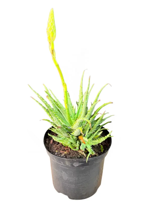 Aloe Hedgehog "Hybrid Aloe" 19cmPot