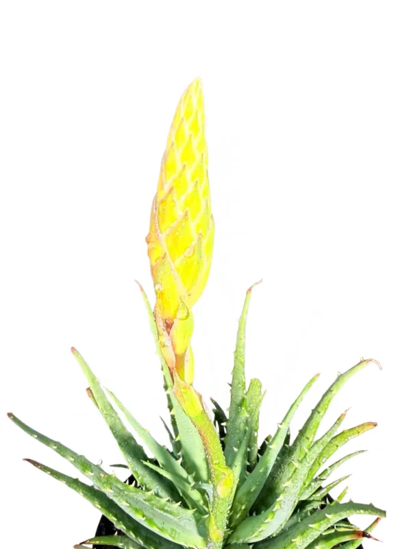 Aloe Hedgehog "Hybrid Aloe" 19cmPot