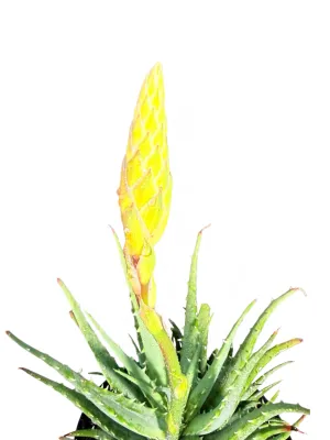 Aloe Hedgehog "Hybrid Aloe" 19cmPot