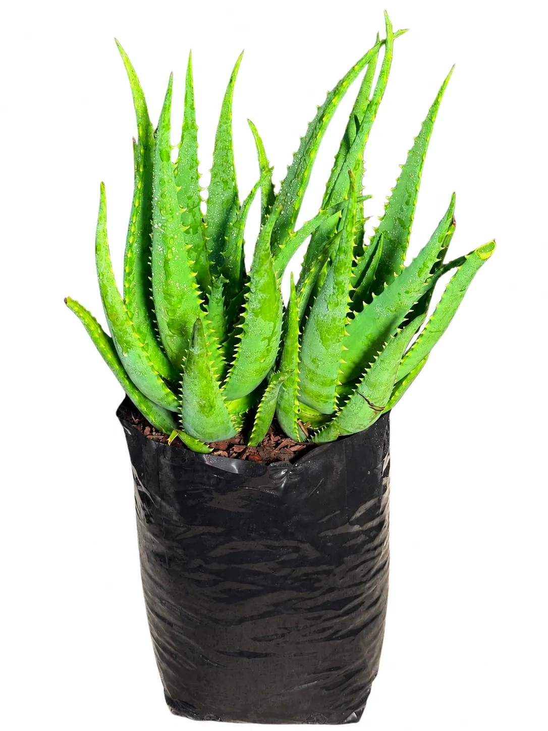Aloe Bonfire "Hybrid Aloe" 5Liter