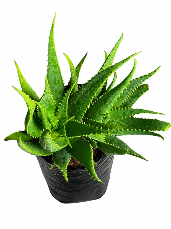Aloe Bonfire "Hybrid Aloe" 5Liter