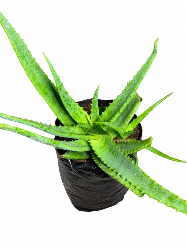 Aloe Egoli "Hybrid Aloe" 5Liter