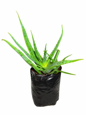 Aloe Egoli "Hybrid Aloe" 5Liter