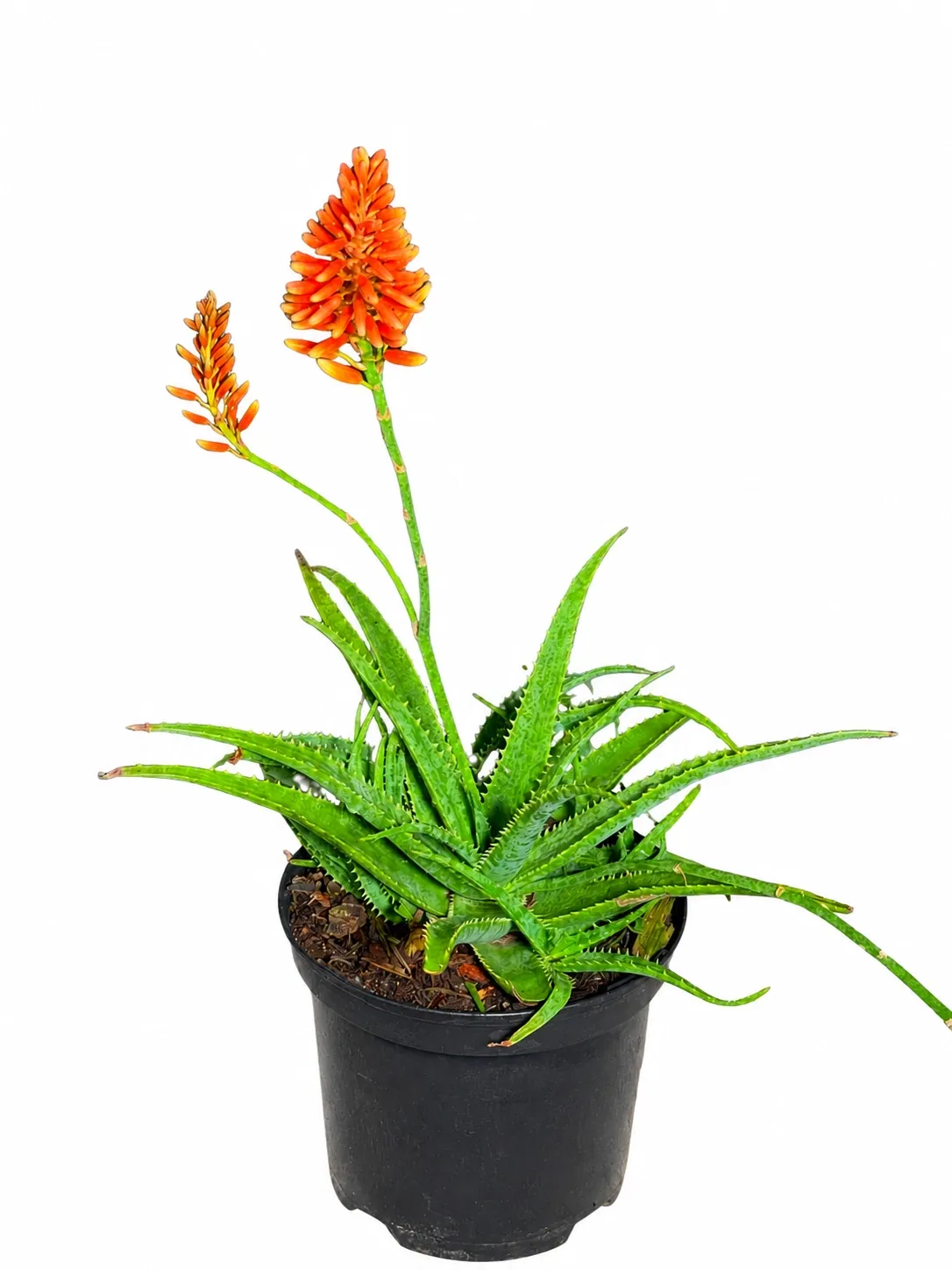Aloe Twice As Nice "Hybrid Aloe" 19cmPot