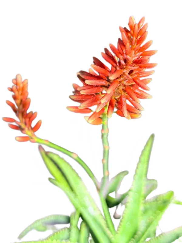 Aloe Twice As Nice "Hybrid Aloe" 19cmPot