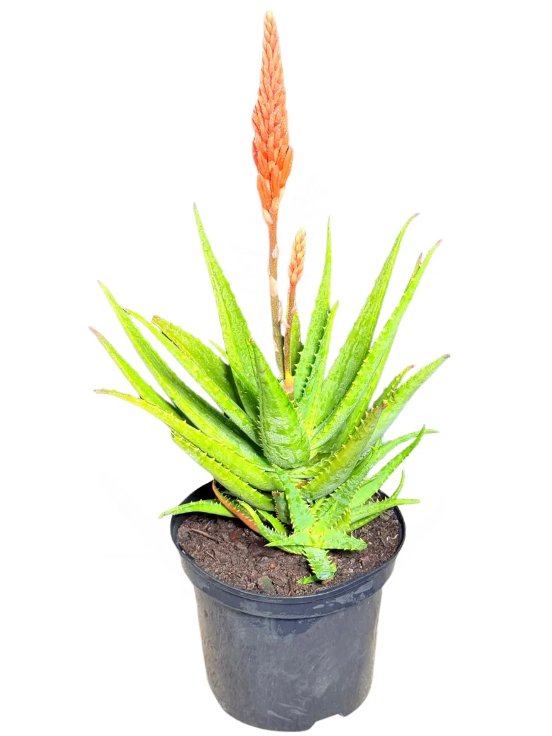 Aloe Bushwacker "Hybrid Aloe" 19cmPot