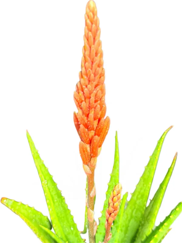 Aloe Bushwacker "Hybrid Aloe" 19cmPot