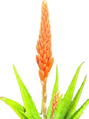 Aloe Bushwacker "Hybrid Aloe" 19cmPot