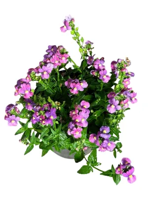 Nemesia Strumosa "Dwarf Nemesia" 14cmPot