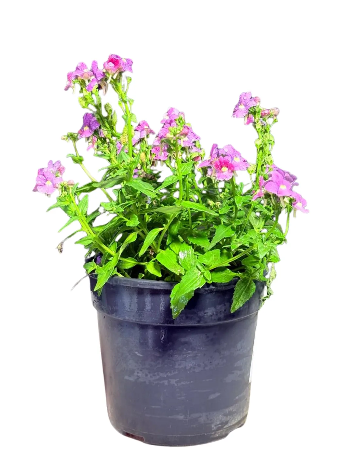 Nemesia Strumosa "Dwarf Nemesia" 14cmPot