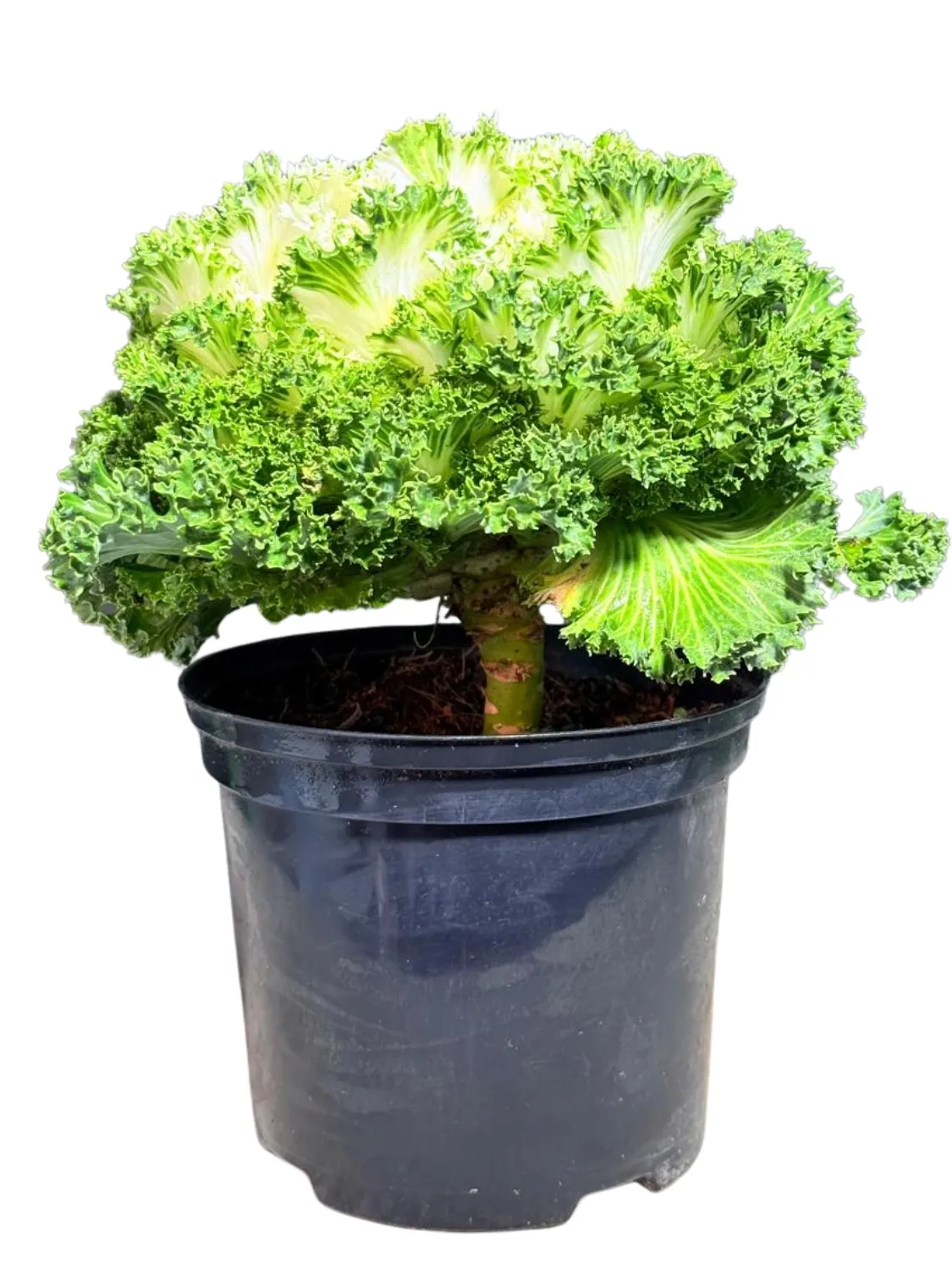 Ornamental Kale White 15cmPot