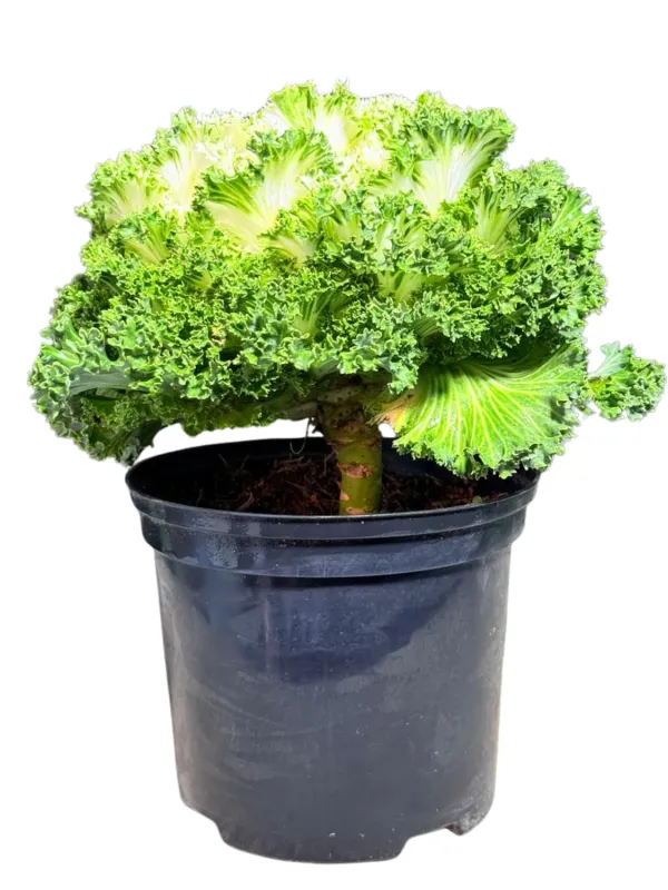 Ornamental Kale White 15cmPot