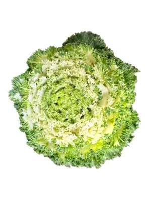 Ornamental Kale White 15cmPot