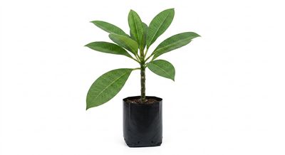 Plumeria "Frangipani" Mixed Colours 2.5Liter