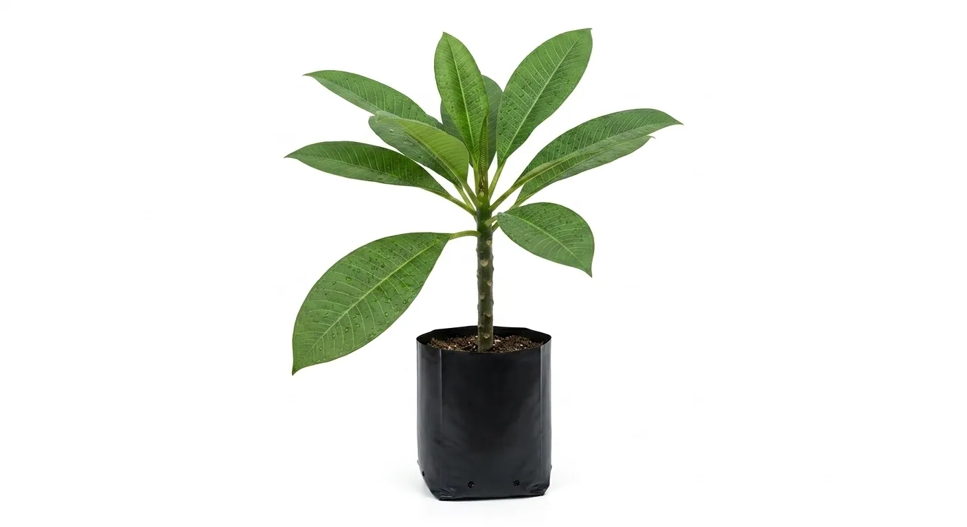 Plumeria "Frangipani" Mixed Colours 2.5Liter