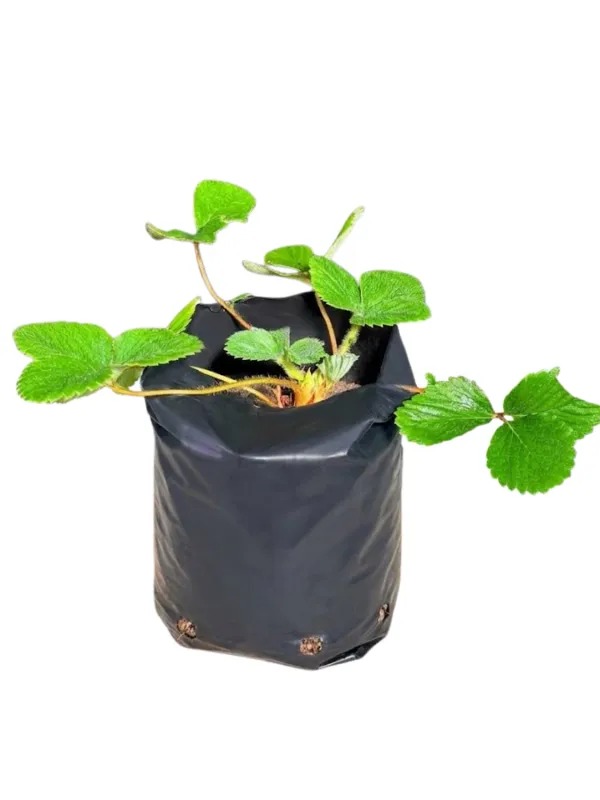 Fragaria x Ananassa "Strawberry" 1Liter