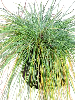Festuca Glauca "Blue Fescue" Grey 2Liter