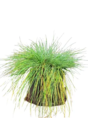 Festuca Glauca "Blue Fescue" Grey 2Liter