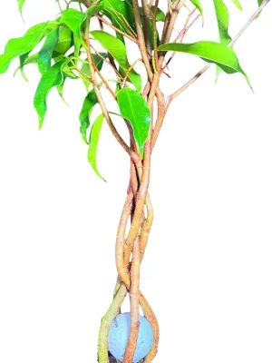 Ficus Benjamina "Green Weeping Fig" Braided Stem  19cmPot
