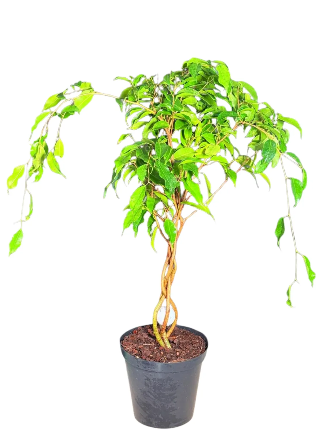 Ficus Benjamina "Green Weeping Fig" Braided Stem  19cmPot