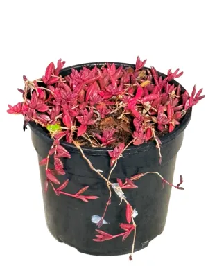 Crassula Pubescens "Red Carpet Crassula" 15cmPot