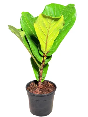 Ficus Lyrata "Fiddle Leaf Fig" 14cmPot