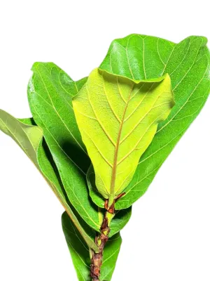 Ficus Lyrata "Fiddle Leaf Fig" 14cmPot