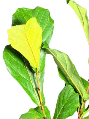 Ficus Lyrata "Fiddle Leaf Fig" 19cmPot