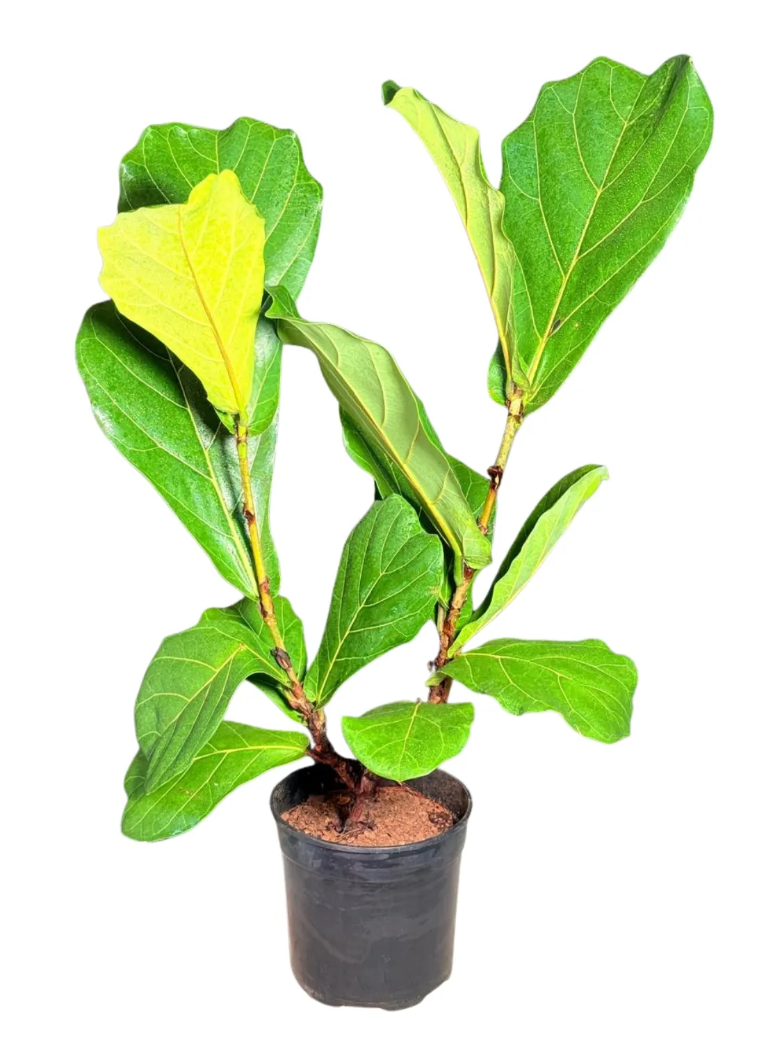 Ficus Lyrata "Fiddle Leaf Fig" 19cmPot