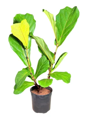 Ficus Lyrata "Fiddle Leaf Fig" 19cmPot