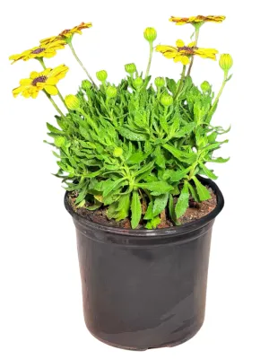 Osteospermum Besties "Positive Yellow African Daisy" 17cmPot