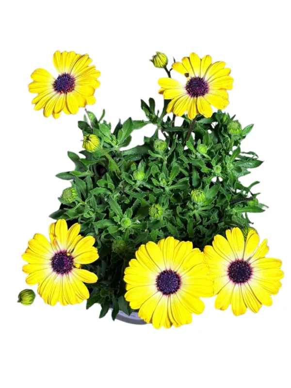 Osteospermum Besties "Positive Yellow African Daisy" 17cmPot