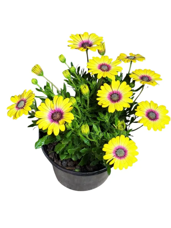 Osteospermum Serenity "Blue Eye Beauty African Daisy" 17cmPot