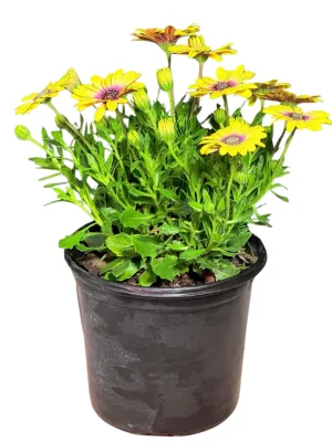 Osteospermum Serenity "Blue Eye Beauty African Daisy" 17cmPot