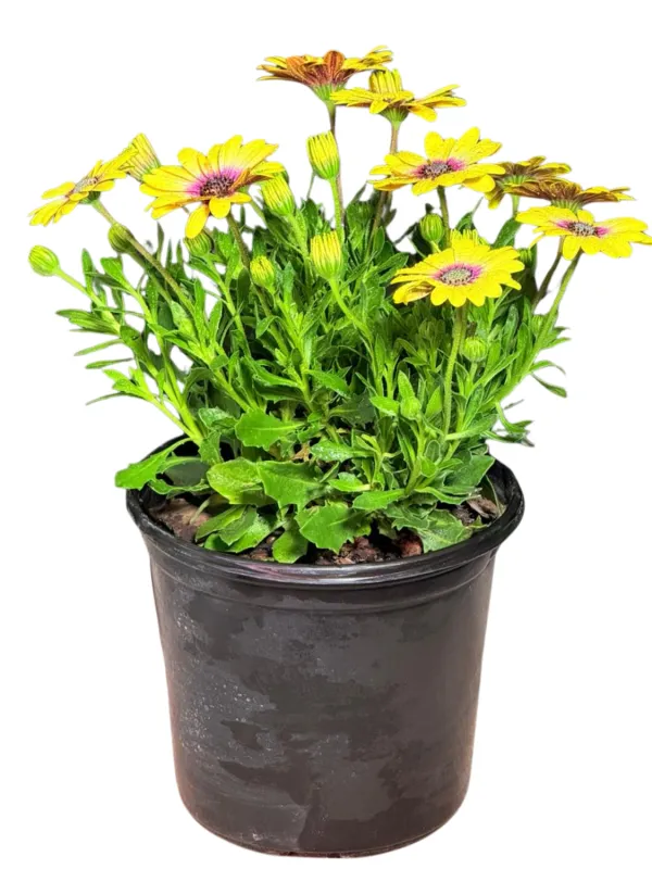 Osteospermum Serenity "Blue Eye Beauty African Daisy" 17cmPot