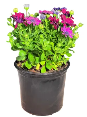 Osteospermum Besties ""Devoted Purple African Daisy" 17cmPot