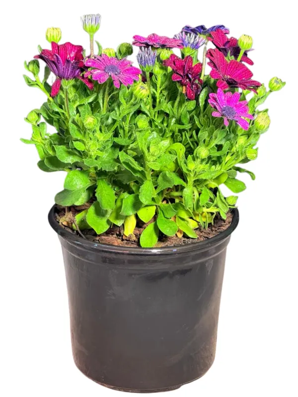 Osteospermum Besties ""Devoted Purple African Daisy" 17cmPot