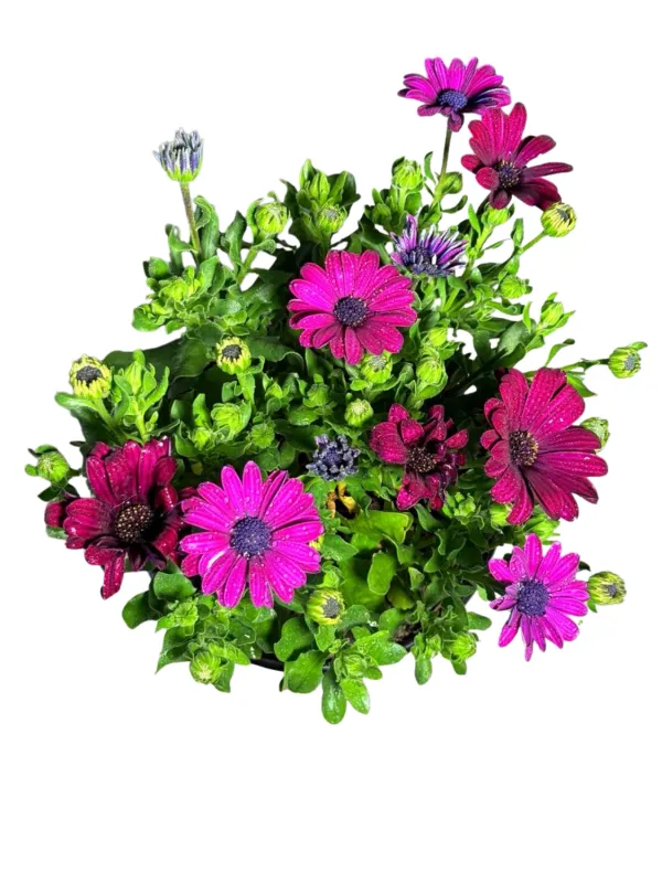 Osteospermum Besties ""Devoted Purple African Daisy" 17cmPot