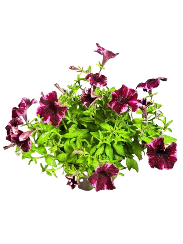 Petunia Crazytunia "Cosmic Pink" 17cmPot