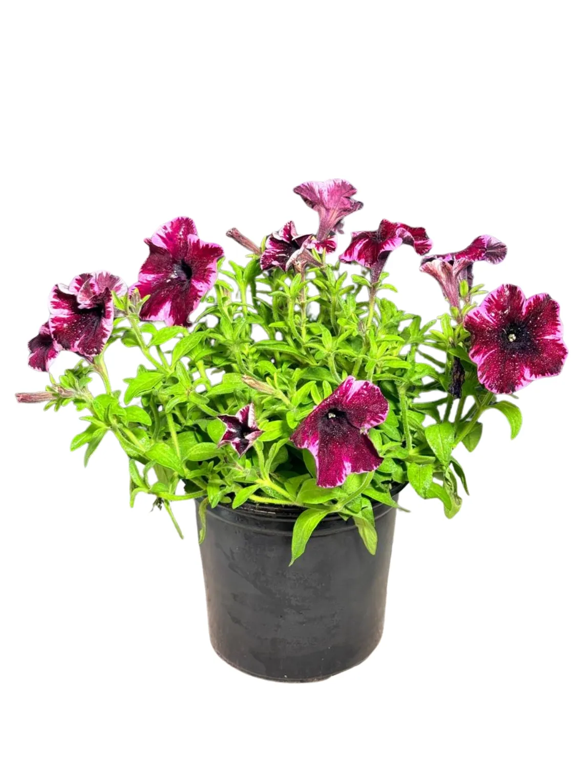 Petunia Crazytunia "Cosmic Pink" 17cmPot