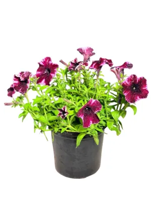 Petunia Crazytunia "Cosmic Pink" 17cmPot